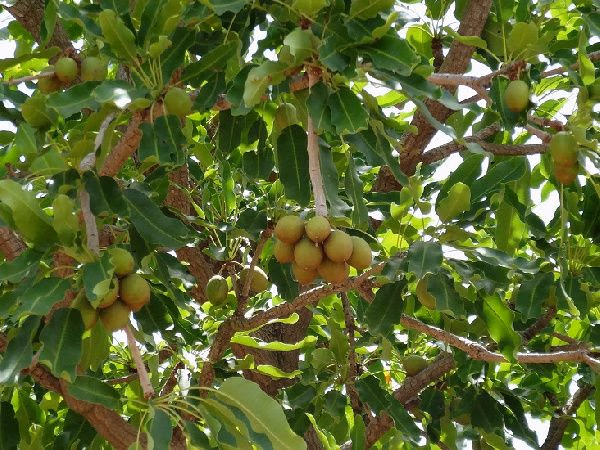 GSA to grow 10m Shea trees over the next 10 years