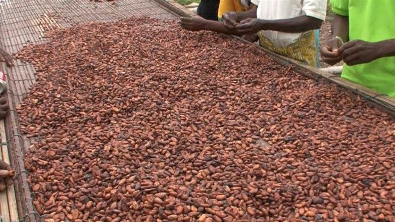 Takeaways from the Accra International Cocoa Conference