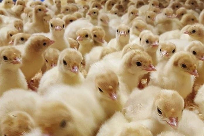 Expedite provision of hatcheries - GAPFA appeals to gov’t