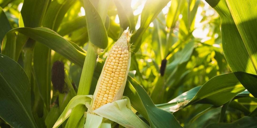 NASTAG refutes maize seed shortage
