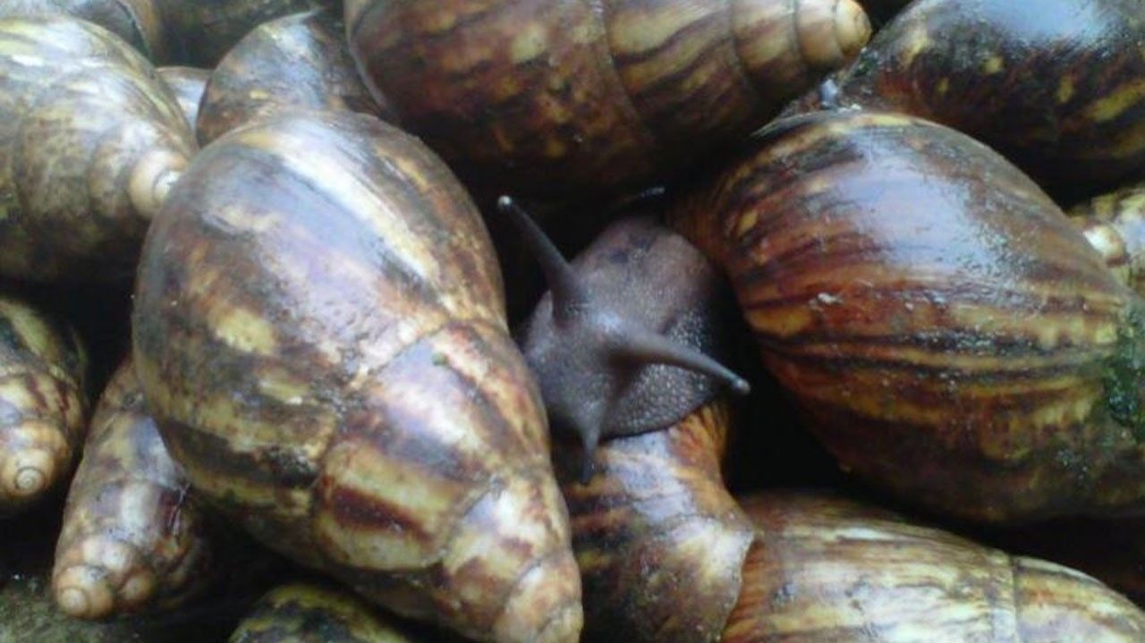 Snail extract: The novel treatment for skin care