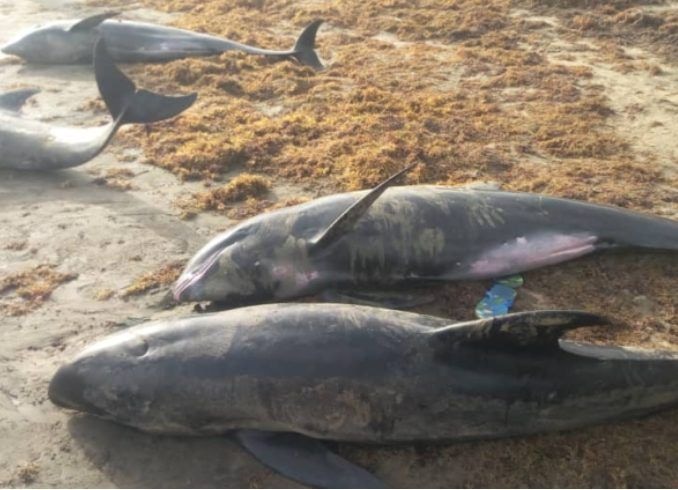 FDA dispatches team to markets to prevent sale of washed-ashore fish