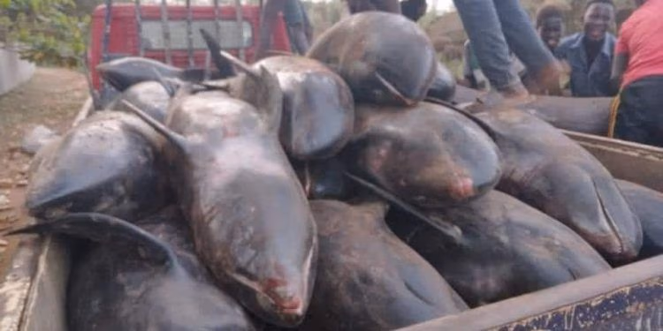 Fisheries Ministry begins investigations into washed-ashore fish