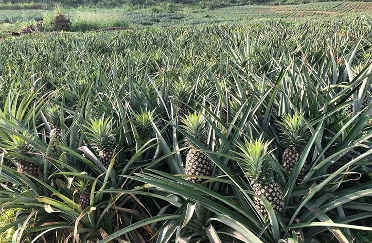 Combined Pineapple Glory: Protecting the legacy