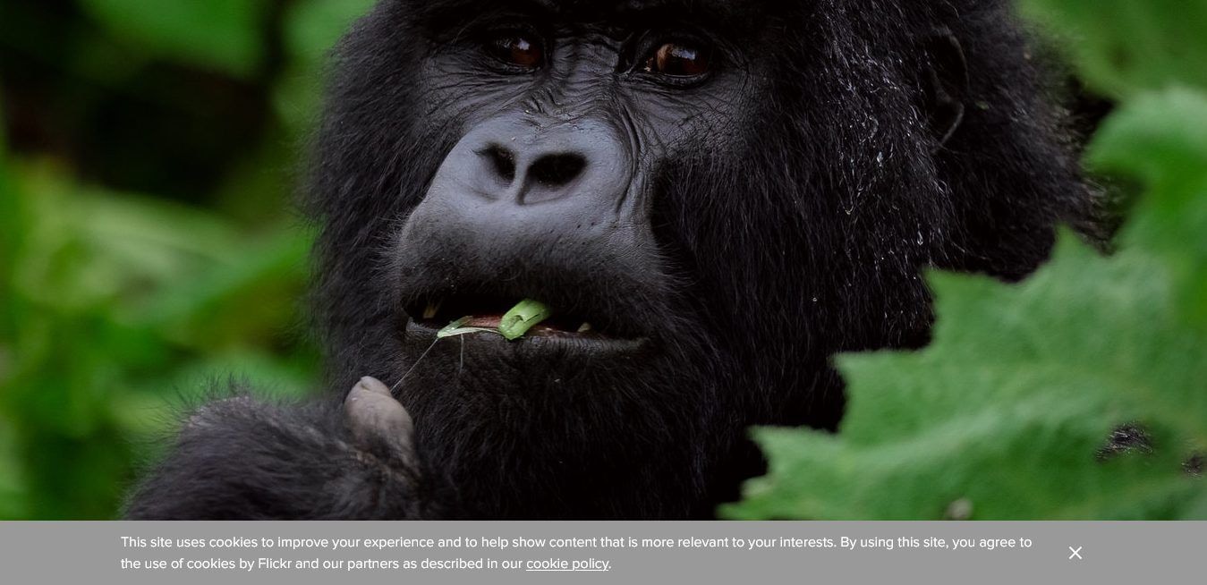 Thrilla: Gorilla in Rwanda