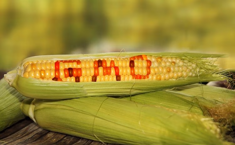 Biosafety Authority confirms safety of registered GMO products