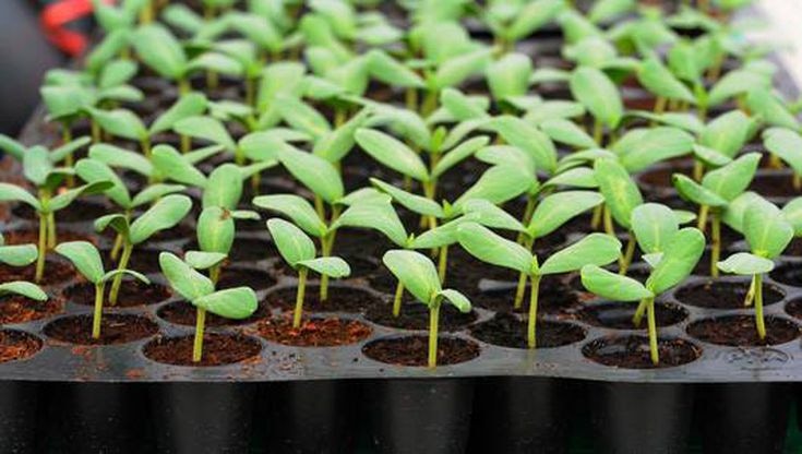 Seed suppliers threaten to hit the street if debt is not cleared
