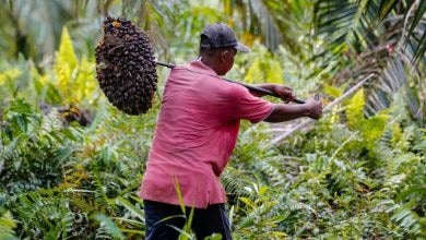 Local oil palm industry fights GUTA over 50% benchmark policy