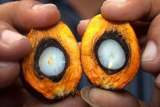 The state of the Oil Palm Industry worldwide