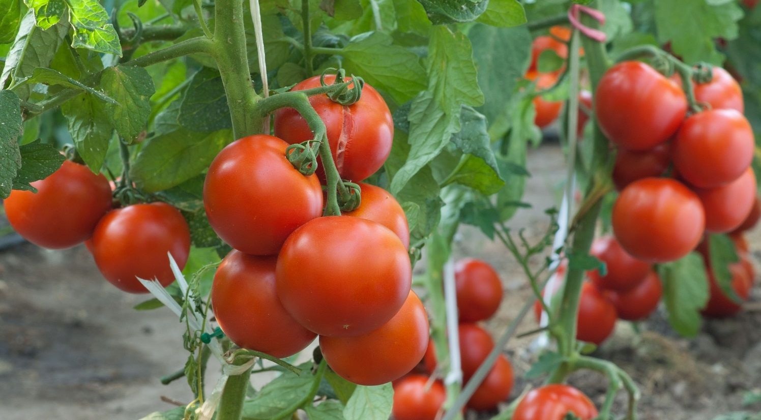 Inadequate tomato supply killed Pwalugu Tomato Factory