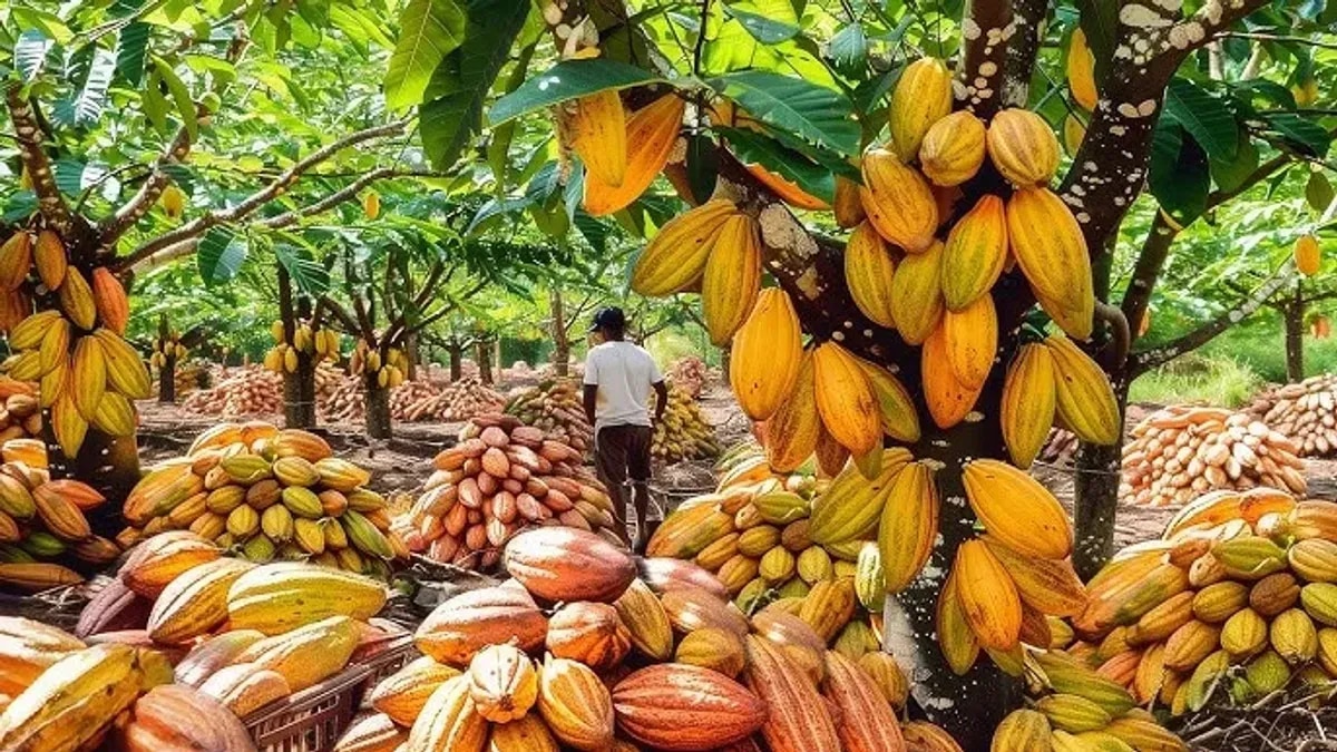CocoBod steps up farmer payments for cocoa recovery