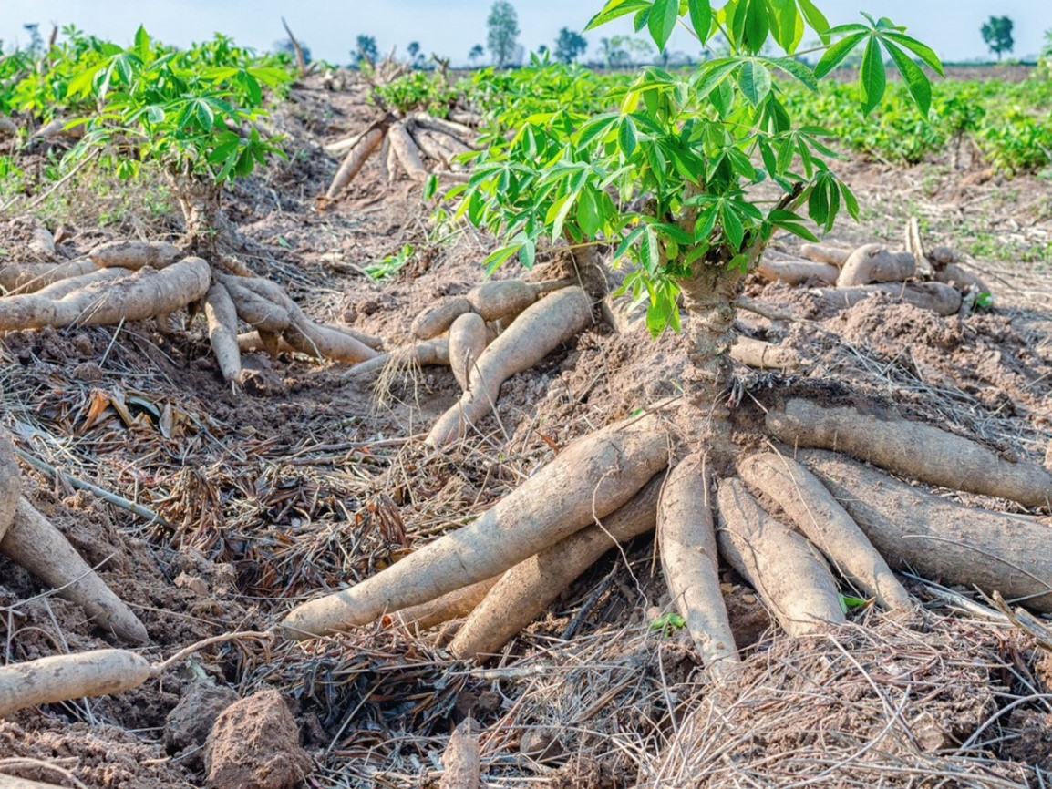 Is Cassava (fufu) an anticancer and antidiabetic agent?
