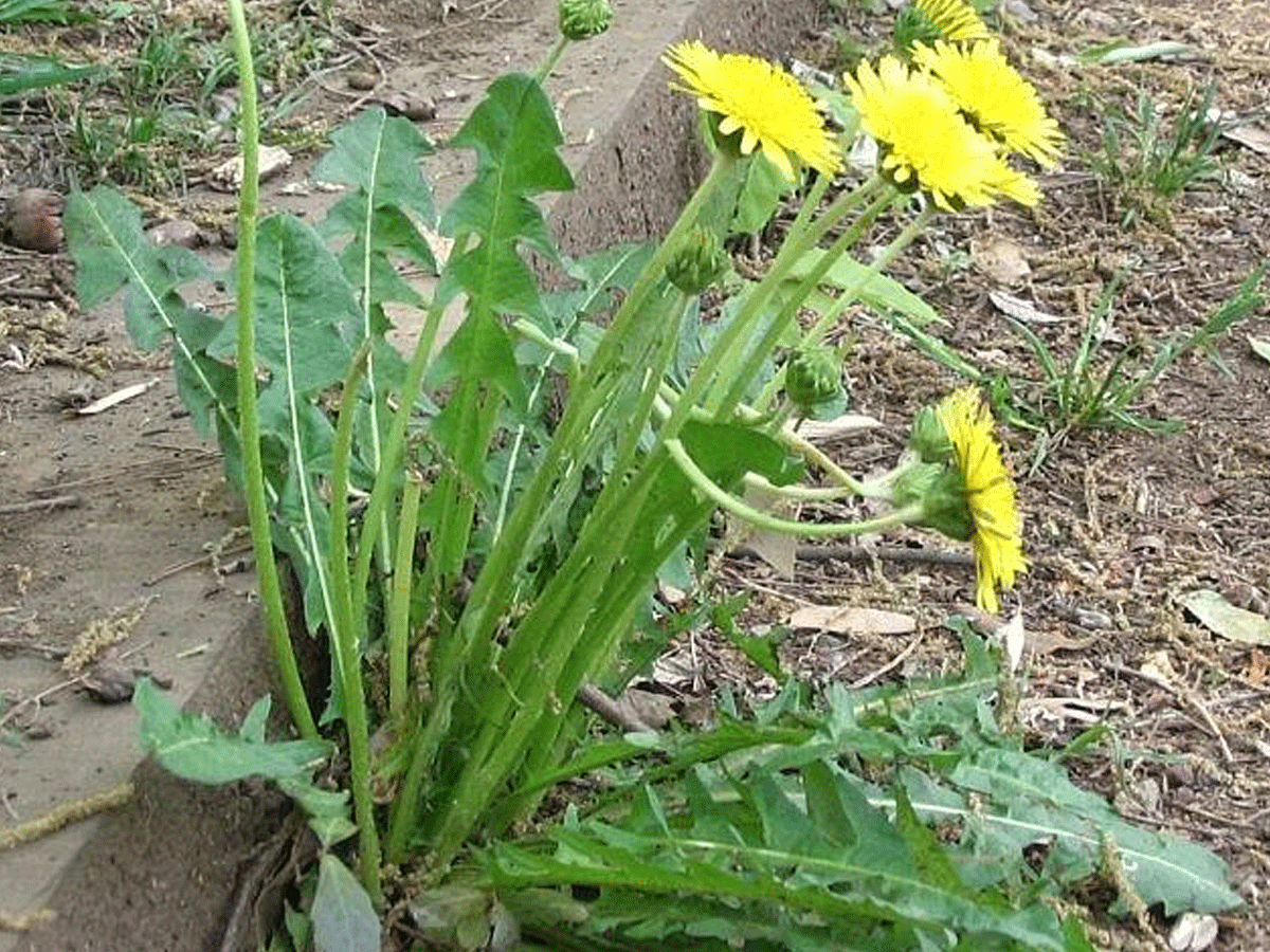 Dandelion Flower Meaning In Tamil