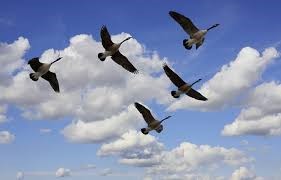 Discovery leadership masterclass series:  Leadership alignment and the geese experience