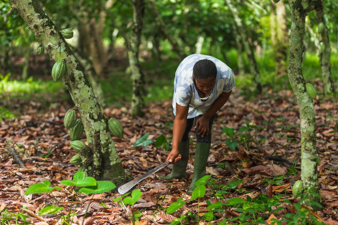 Walmart Foundation supports Proforest’s work in Asunafo Asutifi cocoa ...