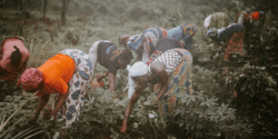 Why Do Ghana’s Agri Plans Keep Falling Apart?