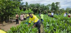 Gold Fields Foundation sets up Eco Palms GH to promote sustainable livelihood