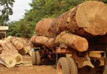 Inside the fight to curb timber smuggling: Policy, policing and the path forward