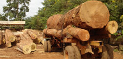 Inside the fight to curb timber smuggling: Policy, policing and the path forward