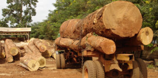 Inside the fight to curb timber smuggling: Policy, policing and the path forward