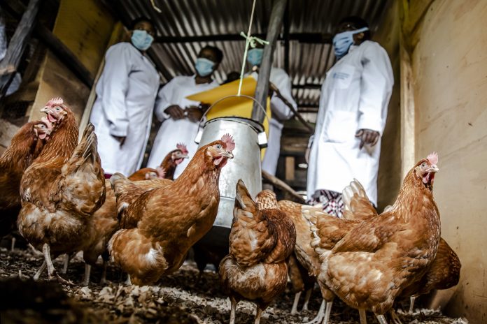 FAO project: FAO project: GCP/GLO/710/UK - Engaging the food and agriculture sectors in sub-Saharan Africa and South and South-east Asia in the global efforts to combat antimicrobial resistance using a One Health approach -
AMR Farmer Field School (F