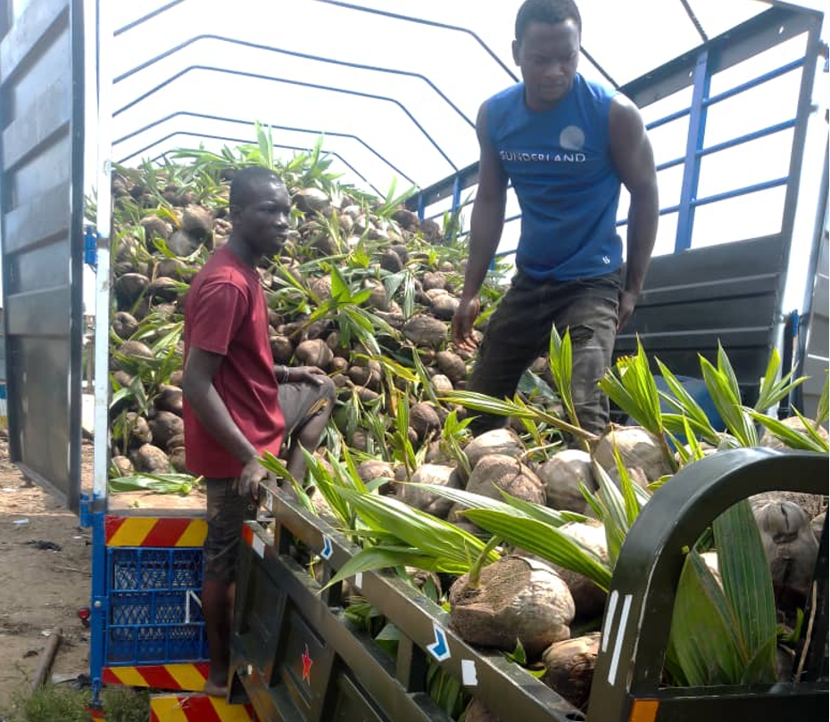 EXIM Bank, PIAA lead nationwide inspection of coconut farms