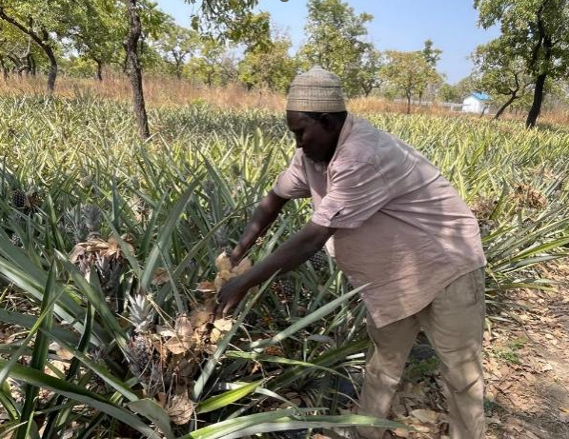 Beyond survival: Pineapple emerges as a climate-smart lifeline for farmers in Northern Ghana
