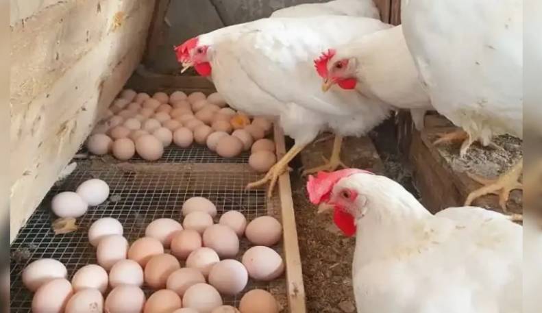 Saudi bans poultry imports from Ghana, et al